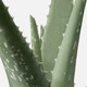 ALOE VERA АЛОЭ ВЕРА