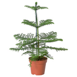 ARAUCARIA АРАУКАРИЯ
