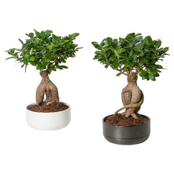 FICUS ФИКУС