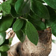 FICUS ФИКУС